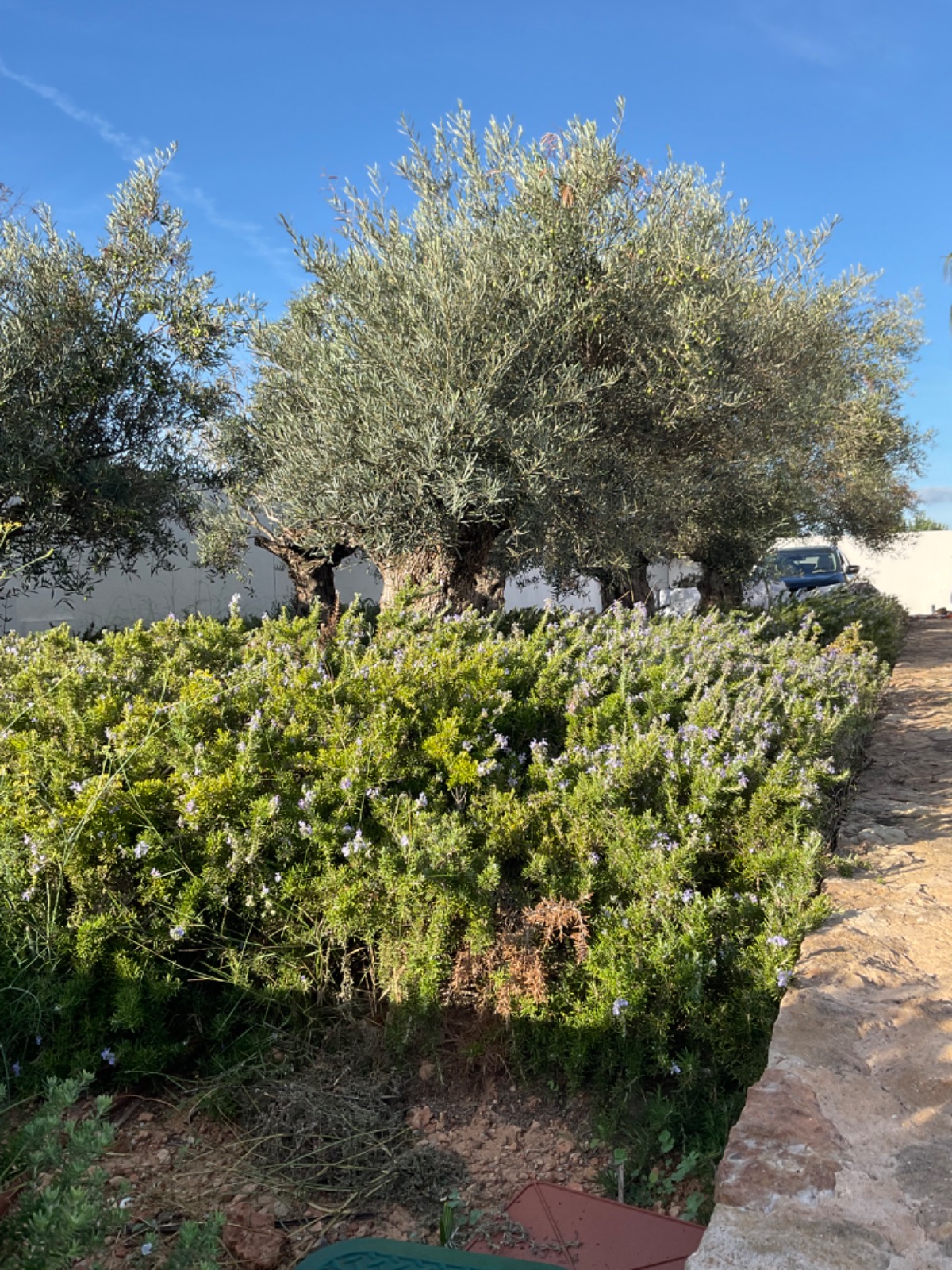 Resa estates Ibiza longterm rental te huur lange termijn olijfboom.jpg